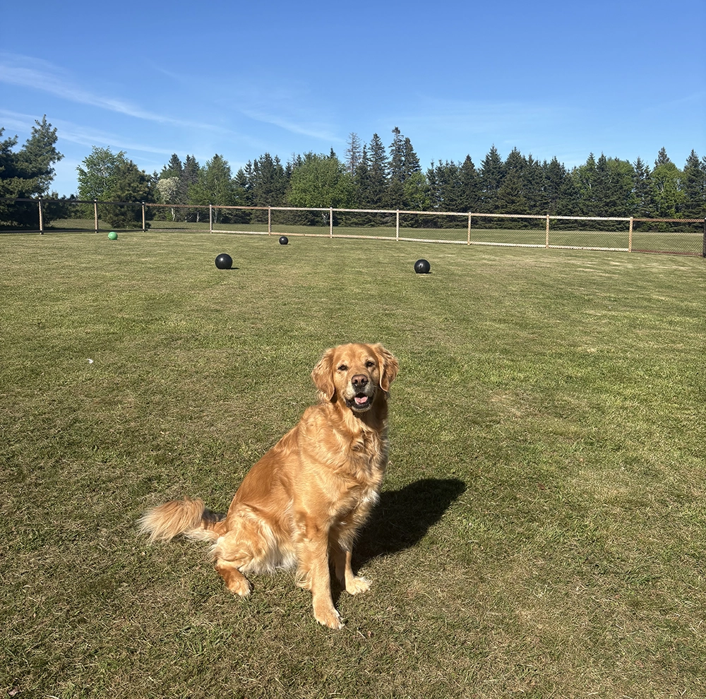 A golden retriever in the fenced dog park at Seal Cove