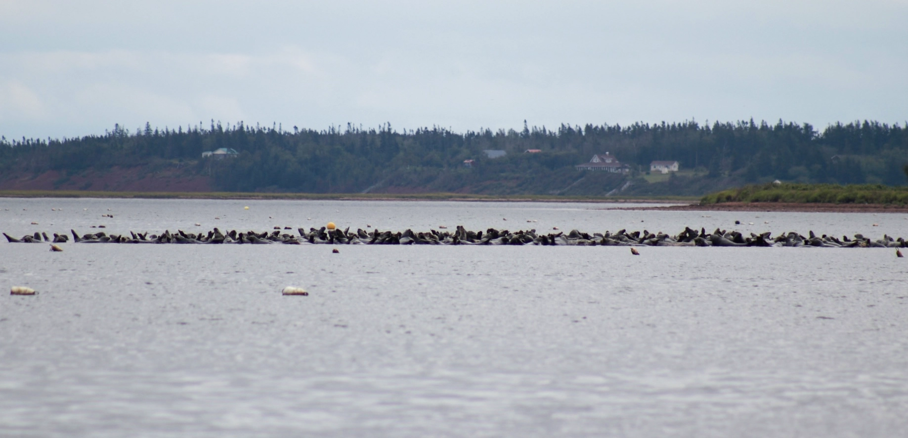 A colony of seals hauled out on a sandbar across Murray Bay from Seal Cove