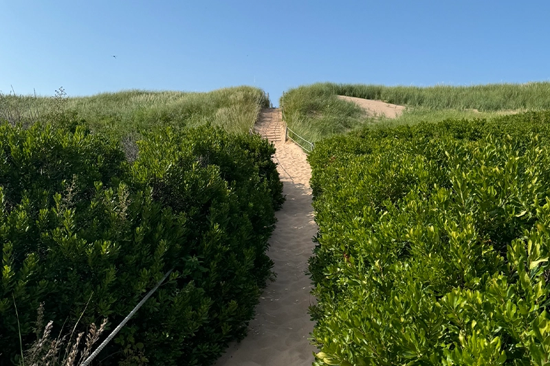 A sandy boardwalk path climbing through grassy dunes to the beach